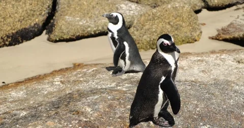 Two penguins grazing on the beach rocks. Stock Footage 301551675