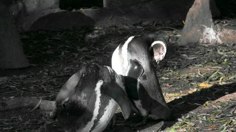 Two penguins grooming Stock Footage 280602
