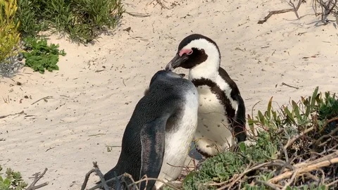 Two Penguins Grooming One Another co Video stock 118537712