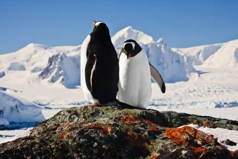 Two penguins Stock Photos