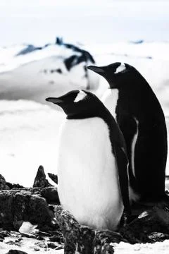Two penguins Fotos Stock