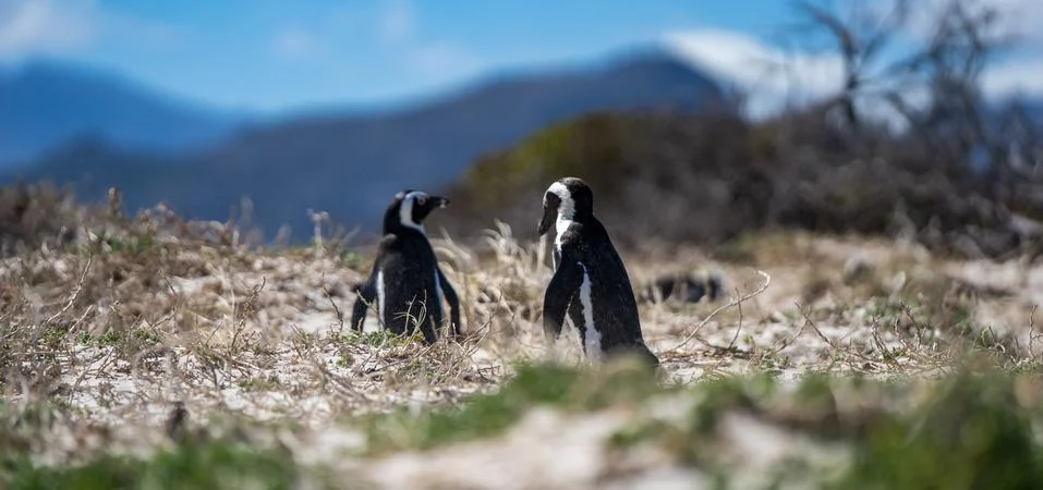 Two Penguins Stock Photos