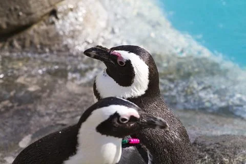 Two penguins Stock Photos