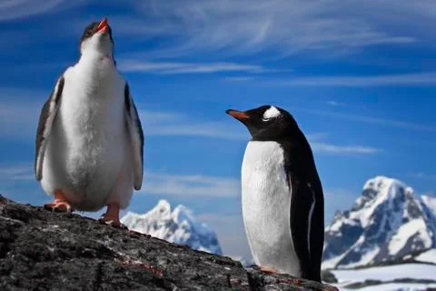 Two penguins resting 스톡 사진