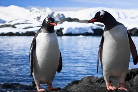 Two penguins resting Foto stock
