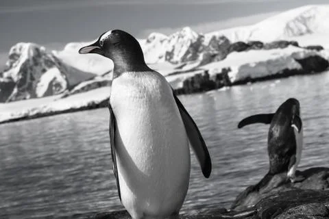 Two penguins resting Foto stock