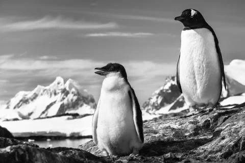 Two penguins resting Stock Photos