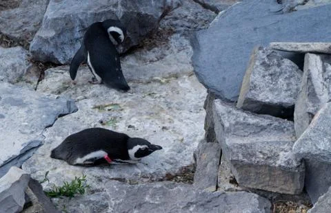 Two penguins resting on rocks Stock Photos