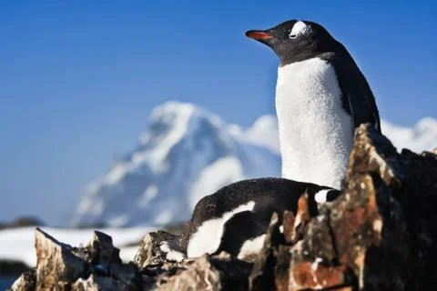 Two penguins on a rock Stock Photos
