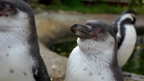 Two penguins stand next to their eyes closed. Stock Footage 140810044