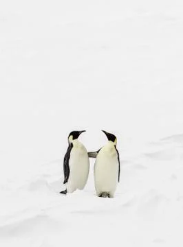 Two penguins standing Stock Photos