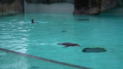 Two penguins swim in the aviary pool of the Krakow zoo 動画素材 127002464