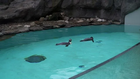 Two penguins swim in the aviary pool of the Krakow zoo 動画素材 127002565