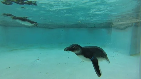 Two Penguins Swimming in a Large Pool HD Video Stock Footage 91222260