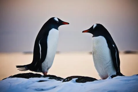 Two penguins talking Stock Photos