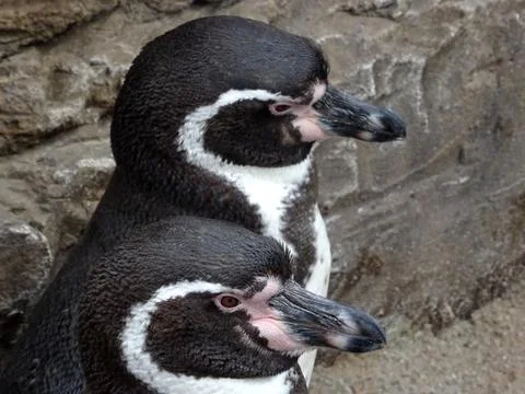 Two Penguins Together Stock Photos
