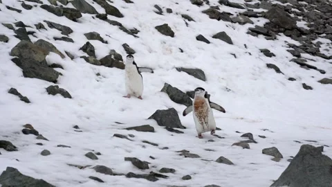 Two Penguins walk on snow in a cold location with rocks and snow Stock-Footage 337053390