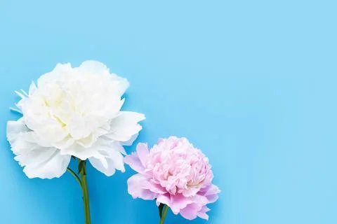 Two peonies on a light blue background. Top view, copy space, soft focus Stock Photos
