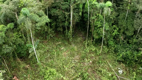 Two people are cutting trees with a motorsaw: Deforestation of Amazon forest Stock Footage 160327555