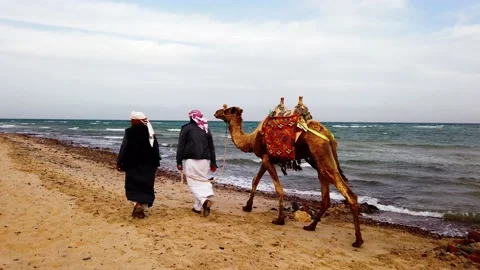 Two people with a camel on the beach Stock Footage 146076201
