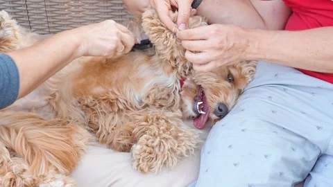 Two people comb curly brown goldendoodle dog of breed Cavapoo outdoor in summ Stock Footage 318713458
