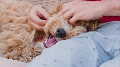 Two people comb curly brown goldendoodle dog of breed Cavapoo outdoor in summ Stock Footage 318713466