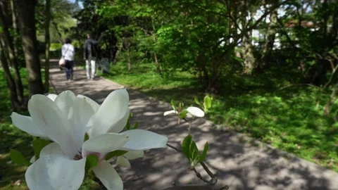 Two people, couple  are walking near magnolia tree in park, sunny day. view from Stock Footage 307343313