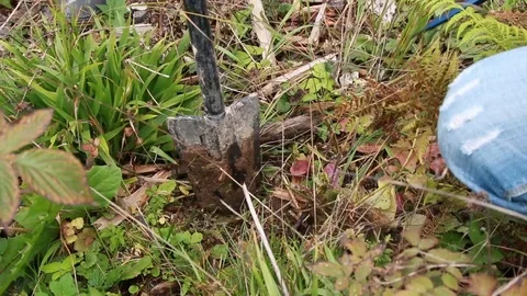 Two people digging a ground and planting a pine Stock Footage 124010013