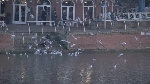Two people feed seagulls by a river Stock Footage 93542830