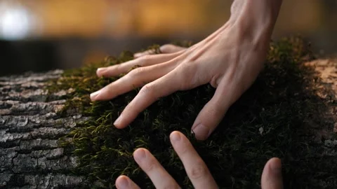 Two people hands stroking green moss on a tree. Natural background in forest Stock Footage 165773410