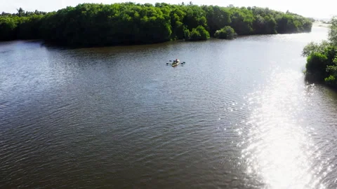 Two People Kayaking in Mangrove Forest Video stock 340113670