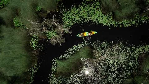 Two People Kayaking Through Dense Marshland With Lily Pads High Angle Shot Stock Photos