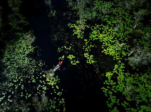 Two People Kayaking Through Dense Lotus Swamp In Thailand High Angle Shot 库存照片