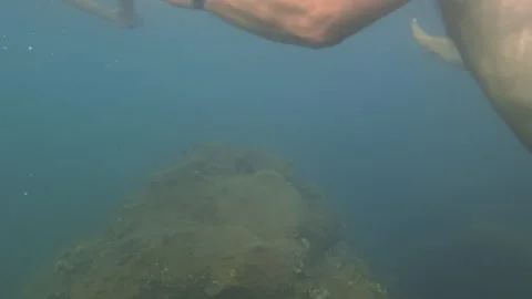 Two people, a man and a child, snorkeling underwater. They are diving near Vídeo Stock 343328614