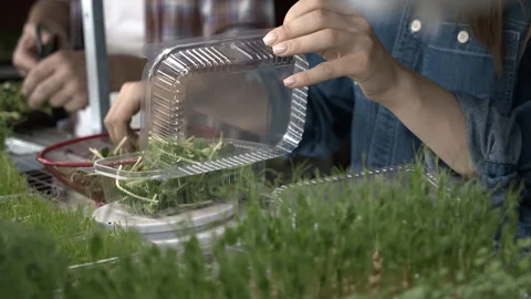 Two people packaging microgreens Stock Footage 255222538