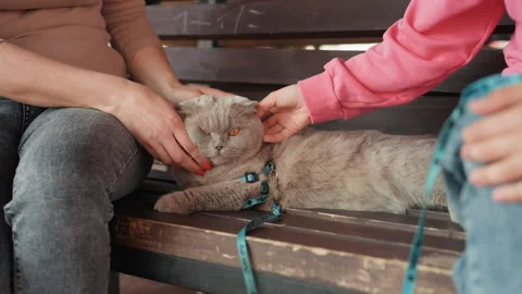 Two People Pet Content Grey Cat On Wooden Bench, Affectionate Hands Stroking Stock Footage 333643451