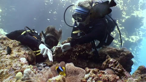 Two people scuba diving, one holding yellow fish Video stock 276363661