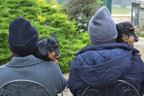Two people sitting with their wire-haired dachshunds on their shoulders, en.. Stock Photos