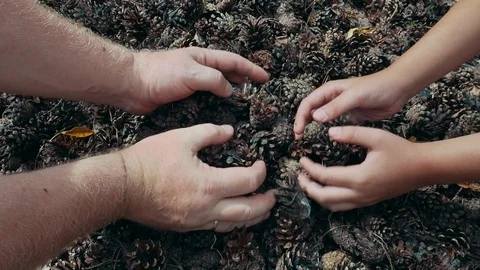 Two people sorting out fir cones in the forest Vídeos de archivo 113943325