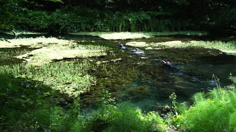 Two People Spearfishing in an Algae-Covered Lake Video stock 313281737