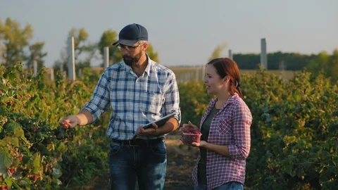 Two people stand between rows of raspberry bushes with tablet Stock Footage 115765132