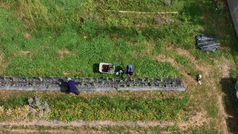 Two people tending a crop field with a wheelbarrow nearby, slow motion drone Stock Footage 312413546
