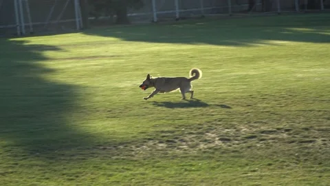 Two people with their dogs playing fetch in a park. Vidéo 202197801