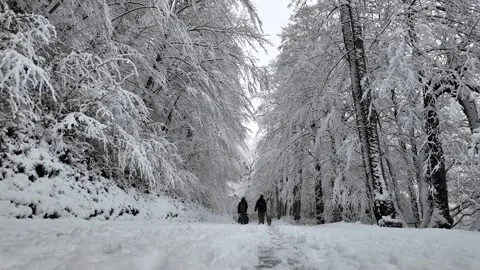 Two people with three dogs walking into a snowy forest. Stock Footage 312877422