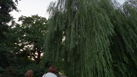 Two people walk away beneath drooping willow canopy in calm park path with soft Stock Footage 344971676