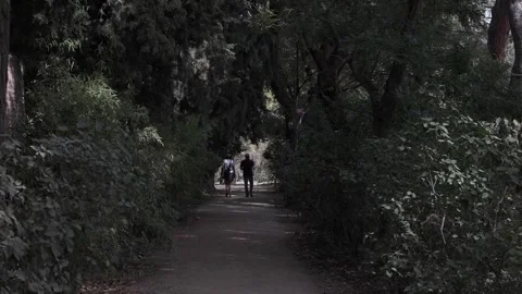 Two people walk a dog on a path between trees Stock Footage 259221880