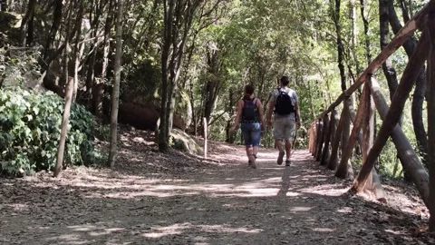 Two people walk in a forest Stock Footage 153601345