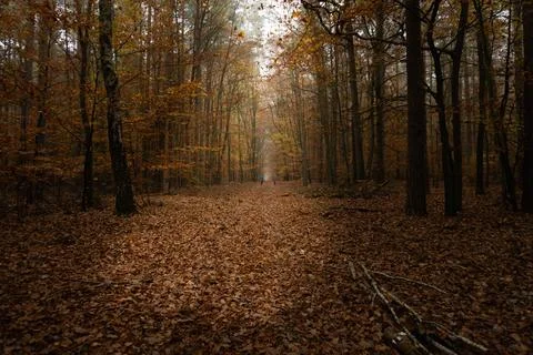 Two people walking down a path in the forest in autumn Stock Photos