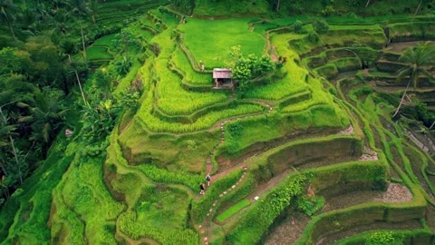 Two people walking in the paddy field Stock Footage 279182407