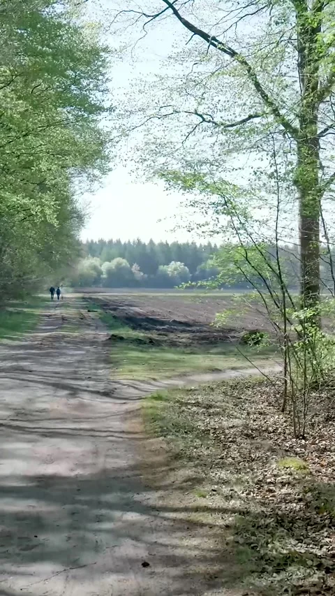 Two People Walking On Scenic Forest Path On Sunny Day 库存影片 335476531